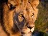 Male Lion Focused
